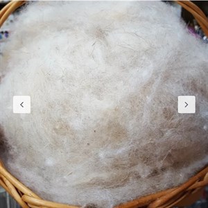 پشم حلاجی شده کرم رنگ درجه یک تمیز و باکیفیت مخصوص پر کردن بالشت تشک لحاف کوسن یک کیلو این قیمته