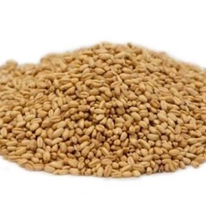 گندم درجه یک اعلا