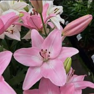 پیاز لیلیوم معطر ایرانی صورتی سایز متوسط
