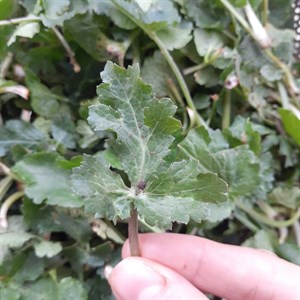 زلنگ خشک جنگلی ( چوچاق ) نیازت میشه ( 50 گرم )