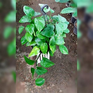 پتوس سبز آویز