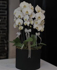 گلدان ارکیده سفید سه شاخه گلفروشی تهران