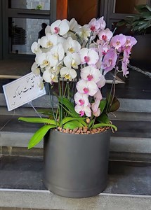 گلدان ارکیده کد 01