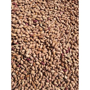 لوبیا چیتی محلی درشت
