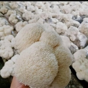 پلیت قارچ یال شیر