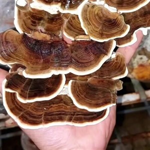 بذر قارچ دم بوقلمون ( بذر قارچ ترکی تیل ) 1کیلوگرمی