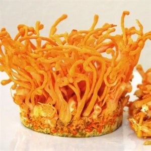قارچ کوردیسپس خشک 10 گرمی