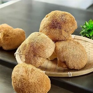قارچ یال شیر خشک 100 گرمی