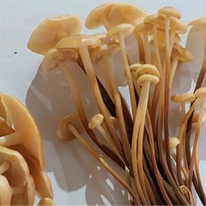 کمپوست قارچ انوکی طلایی 2کیلوگرم