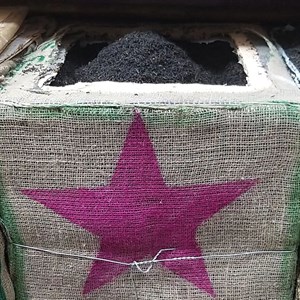 چای شکسته تک ستاره - پر سفید