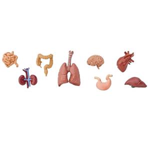 اسباب بازی سافاری مدل Human Organs سایز خیلی کوچک Safari Human Organs Toys Size X Small