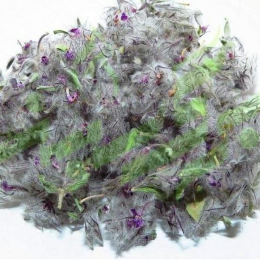 چای کوهی فله ای