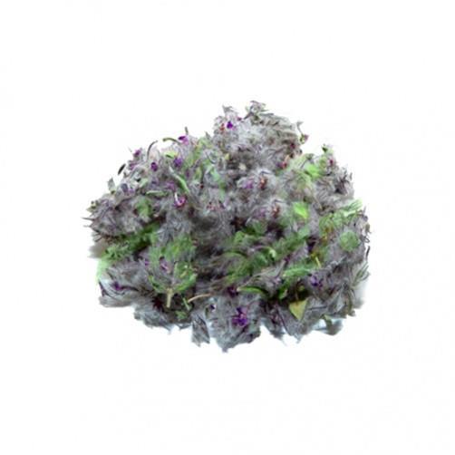 چای کوهی فله ای