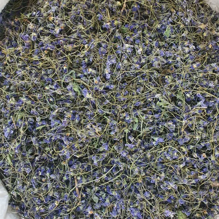 گل بنفشه