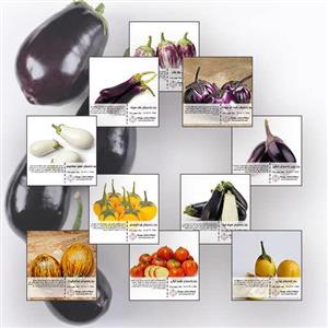بذر بادمجان پاکان بذر Pakan Bazr Eggplant Seeds