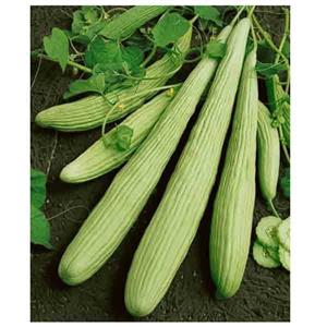 بذر خیار چنبر پاکان بذر Pakan Bazr Armenian Cucumber Seeds