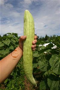 بذر خیار چنبر پاکان بذر Pakan Bazr Armenian Cucumber Seeds