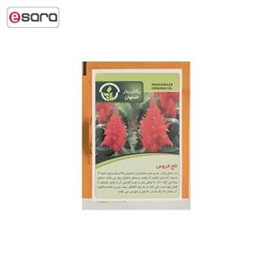 بذر گل تاج خروس پاکان بذر Pakan Bazr Amaranth Flower Seeds