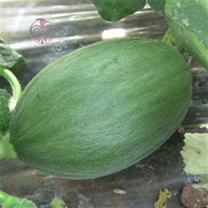 بذر خربزه پاکان Pakan Bazr Melon Seeds 