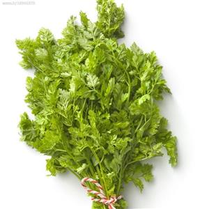 بذر جعفری پاکان بذر Pakan Bazr Parsley Seeds