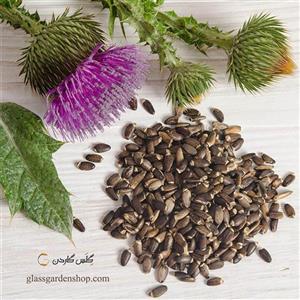 بذر خار مریم پاکان بذر Pakan Bazr Milk Thistle Seeds