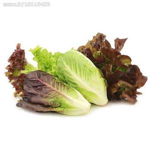 بذر کاهو پاکان بذر Pakan Bazr Lettuce Seeds