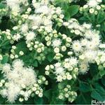 Pakan Bazr Ageratum Flower Seeds