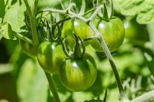 بذر گوجه فرنگی سبز Green Doctor آمریکایی بسته 10 عددی