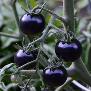 بذر گوجه فرنگی چری مشکی ارگانیک آمریکایی بسته 10 عددی 