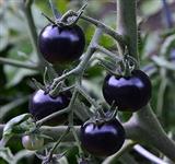 بذر گوجه فرنگی چری مشکی ارگانیک آمریکایی بسته 10 عددی