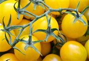 بذر گوجه فرنگی زرد توپاز آمریکایی ارگانیک بسته 10 عددی