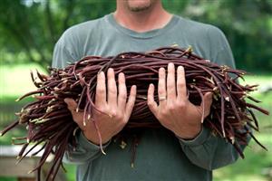 بذر لوبیا رشته ای قرمز آمریکایی بسته 10 عددی