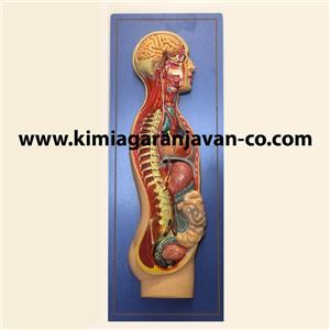 بازی آموزشی صنایع آموزشی طرح مولاژ دستگاه عصبی خودکار کد 20014