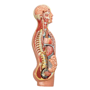 مولاژ دستگاه عصبی خودکار