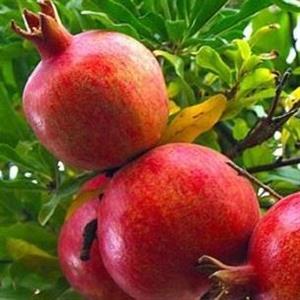 نهال انار واندرفول  