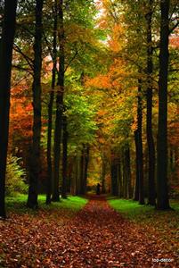 پوستر دیواری سه بعدی طرح جنگل کد 01134