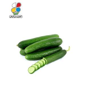 بذر خیار گلباران سبز Golbaranesabz Cucumbers Seeds