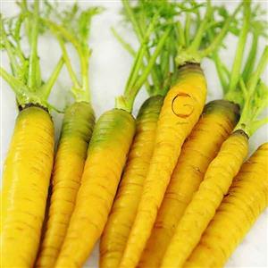 بذر هویج زرد گلباران سبز Golbaranesabz Yellow Carrot Seeds