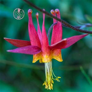 بذر گل تاج الملوک گلباران سبز Golbaranesabz Aquilegia Flower Seeds