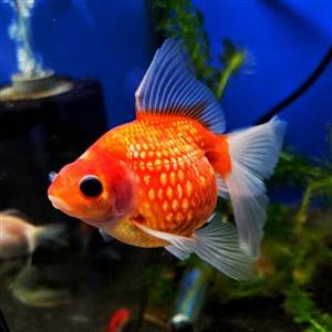 گلدفیش – Goldfish