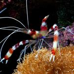 میگو باکسر – Banded Coral Shrimp