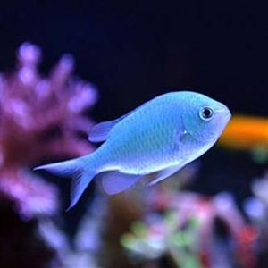 ماهی کرومیس آبی – Blue Chromis