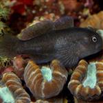 گوبی مرجانی سیاه – Black Coral Goby