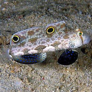 گوبی دو خال – Two Spot Goby