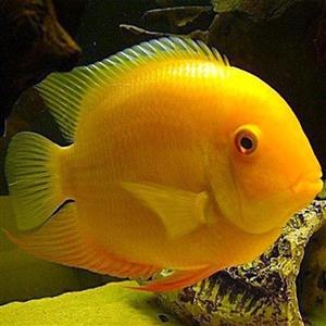 سیچلاید پروت – Parrot Cichlid