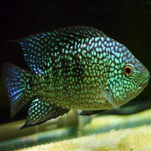 سیچلاید تگزاسی – Texas Cichlid