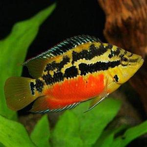 سیچلاید سالوینی – Salvin’s Cichlid