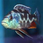 سیچلاید پلی سیگما – Livingstoni Cichlid