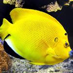 فرشته ماهی لب ماتیکی – Flagfin Angelfish