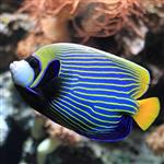 فرشته ماهی امپراطور – Emperor Angelfish